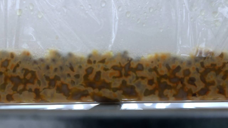 Shandong rural rejuvenation specialized agriculture project  technology for the cultivation of the north worm   the north winter worm plant chemical production