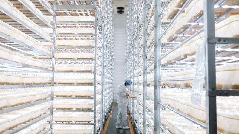 Shandong rural revitalisation specialty agriculture project - north winter herb plant production in guangyu county - north worm grass plant technology