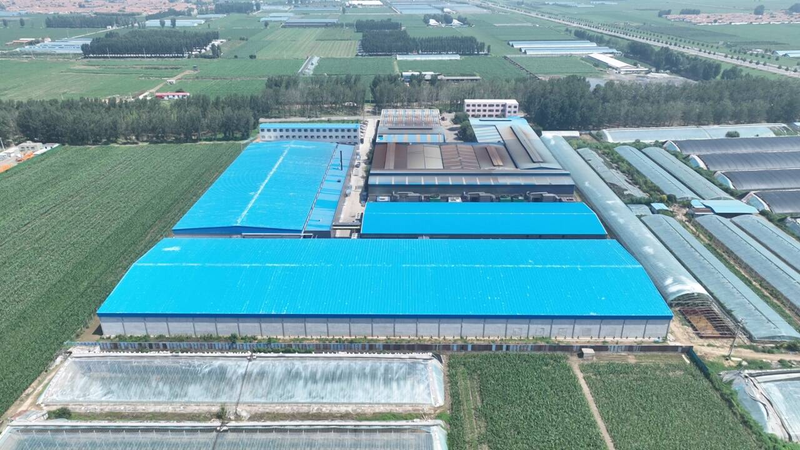 North winter grass plant production in guangyu county   northern grass cultivation technology   shandong rural revitalisation specialized agriculture project