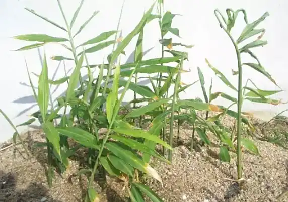 Tiger ginger plantation technology