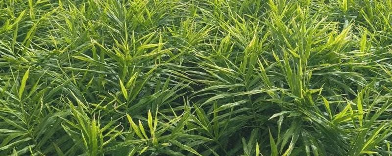 Ginger cultivation methods, usually in the south in march-april