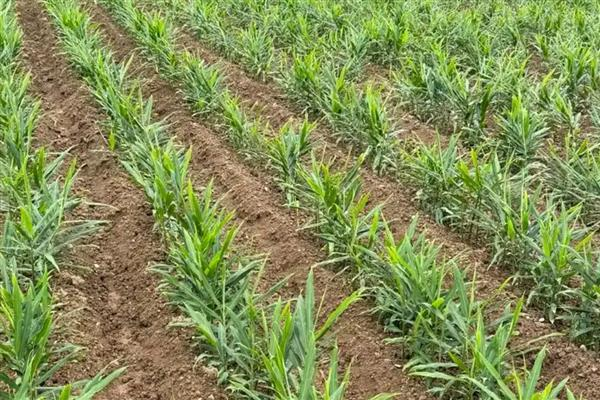 Ginger cultivation methods, usually in the south in march-april