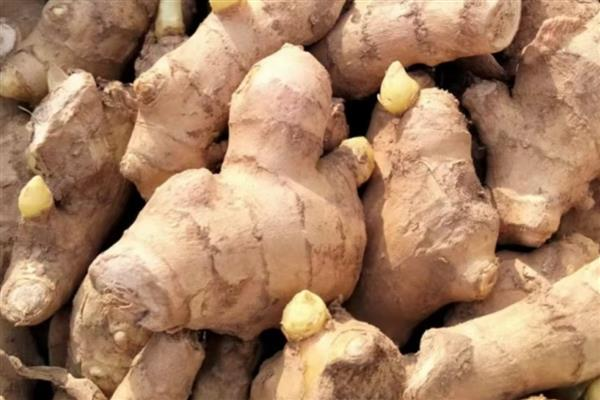 Ginger cultivation methods, usually in the south in march-april