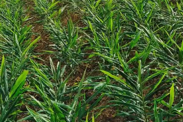 Ginger cultivation methods, usually in the south in march-april