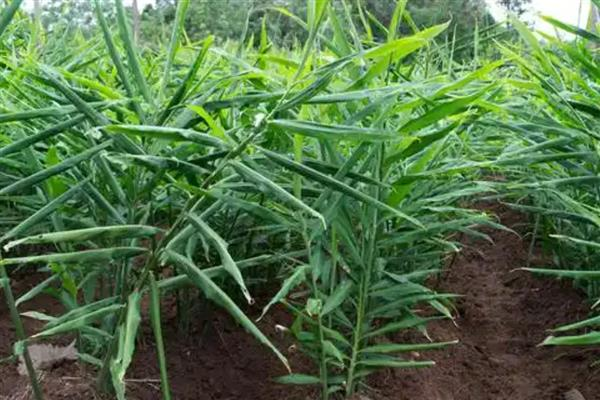 Ginger cultivation methods, usually in the south in march-april