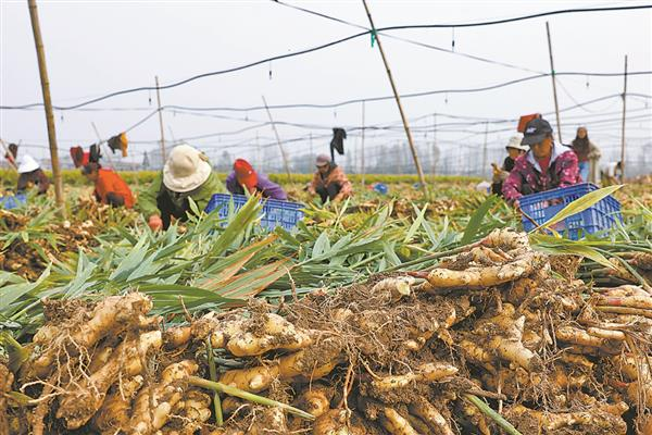 Ginger cultivation methods, usually in the south in march-april