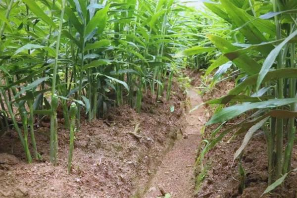 Ginger cultivation methods, usually in the south in march-april