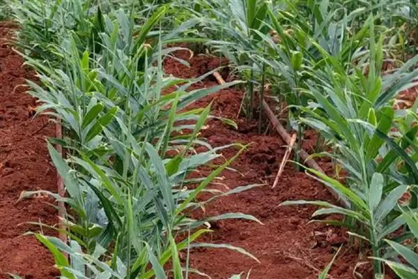 Ginger cultivation methods, usually in the south in march-april