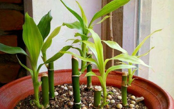 What's the method of raising rich bamboo