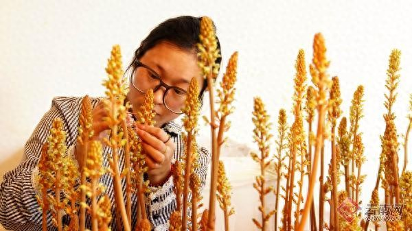 Aquaculture technology