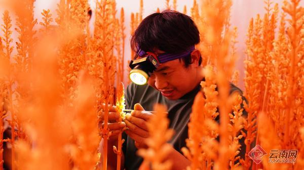 Zhutong weed dam &mdash; cultivation of qing tianmima