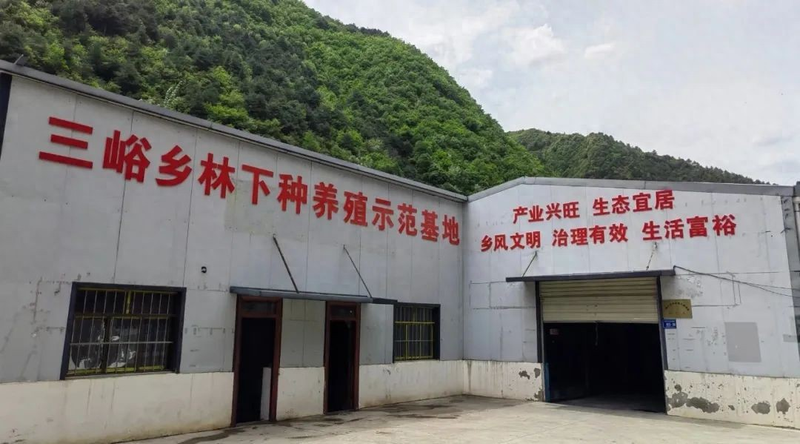 Synthetic sterilisation techniques   imitation of wild omelet cultivation   ♪ i've grown ♪