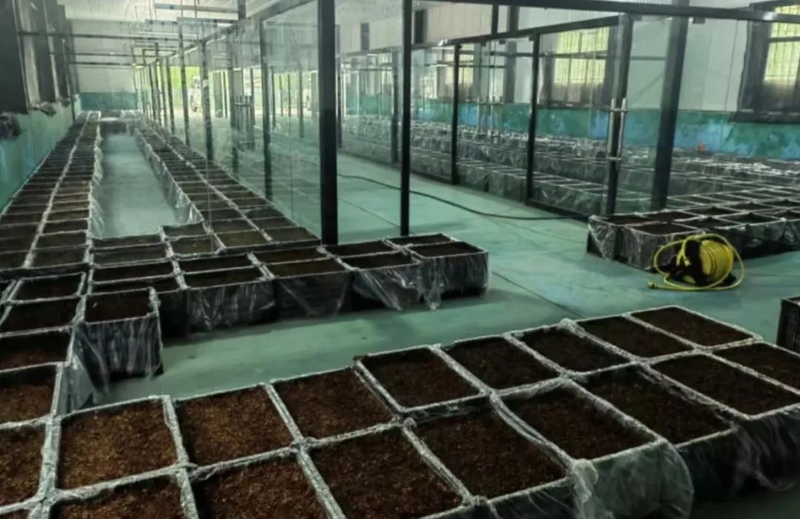 Implant under forest omegranate &mdash; technology for sterilisation &mdash; techniques for imitation of wild omegranate