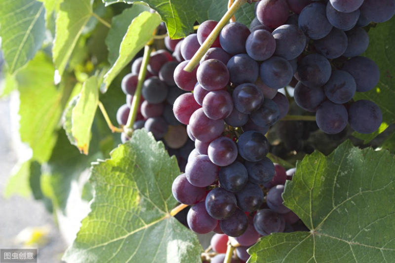 Large-capper grape cultivation technology &mdash; large-cap grape vibrator efficiency cultivation technology &mdash; large-cap grape science management