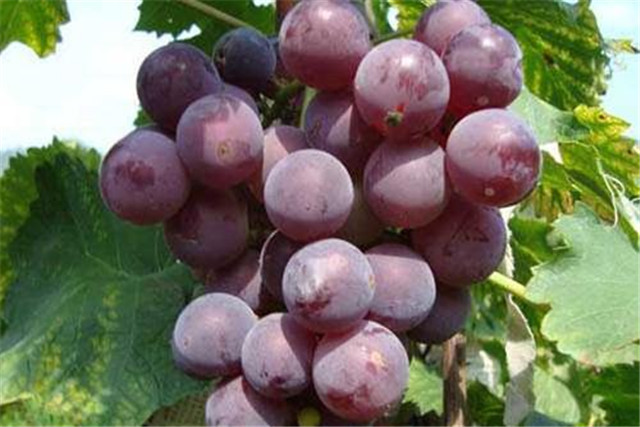 Great peak grape science management &mdash; large pork grape cultivation technology &mdash; large peak grape pulse efficiency cultivation technology