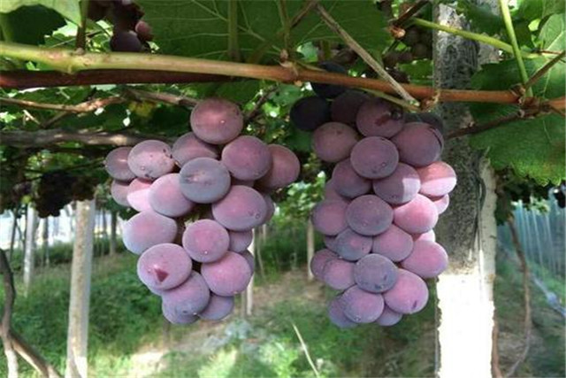 Great peak grape science management &mdash; large pork grape cultivation technology &mdash; large peak grape pulse efficiency cultivation technology