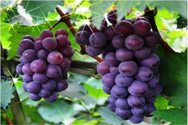 Great peak grape science management &mdash; large pork grape cultivation technology &mdash; large peak grape pulse efficiency cultivation technology