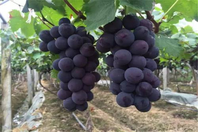 Great peak grape grape pumping efficiency plantation technology