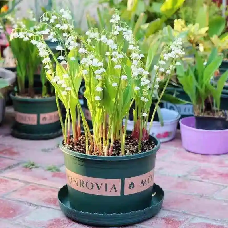 High-quality suzuran choice suzuran planting methods