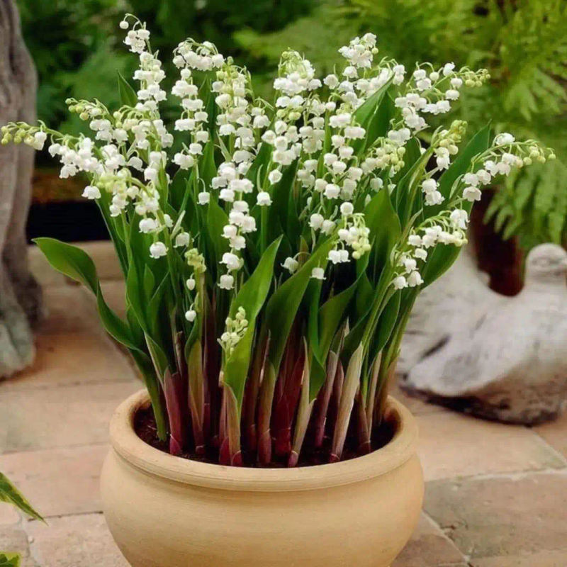 Small orchid planting method