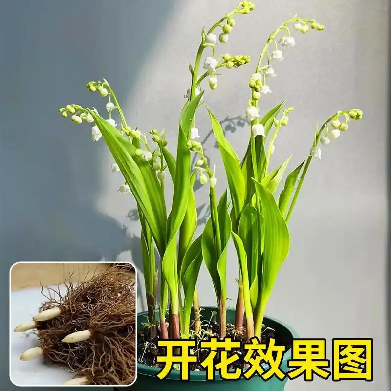 High-quality suzuran choice suzuran planting methods