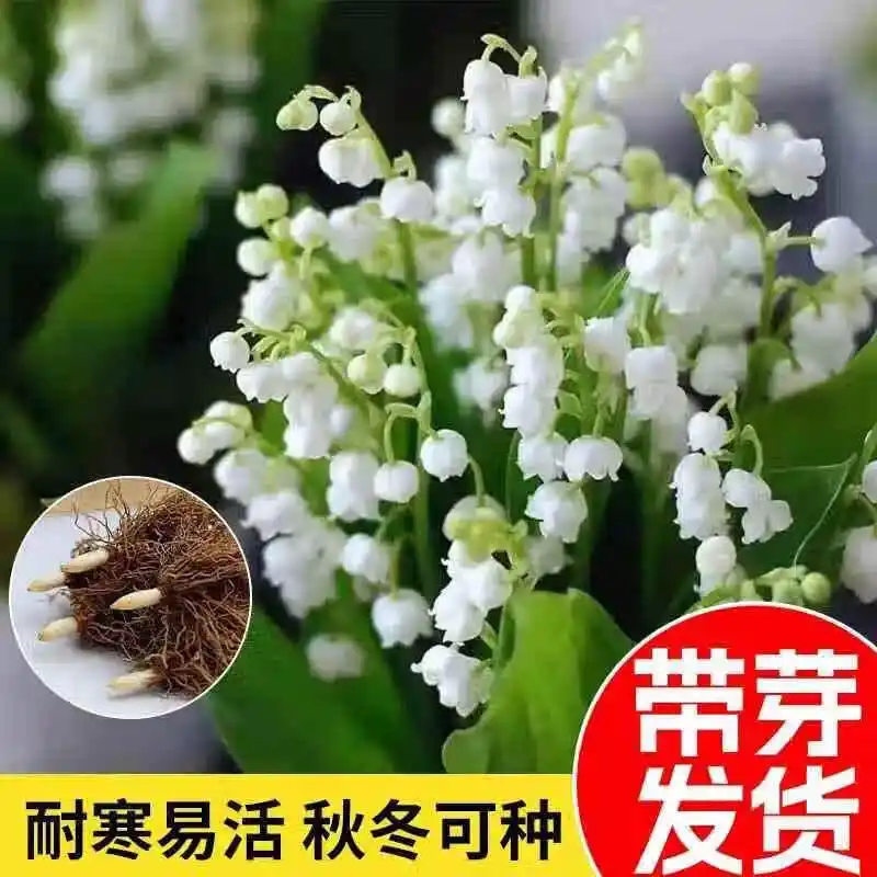 Suzuran planting method orchid choice