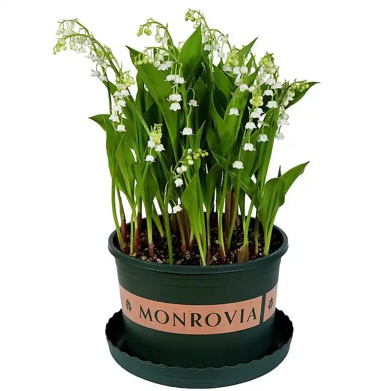 High-quality suzuran choice suzuran planting methods