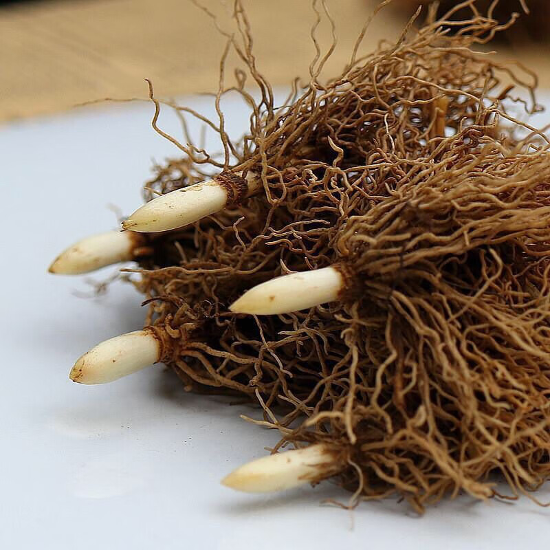 High-quality suzuran choice suzuran planting methods