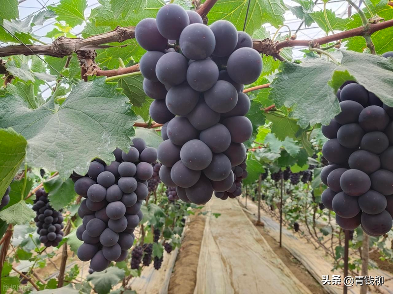 High-efficiency planting techniques for the sun-hot greenhouses in the western corridor