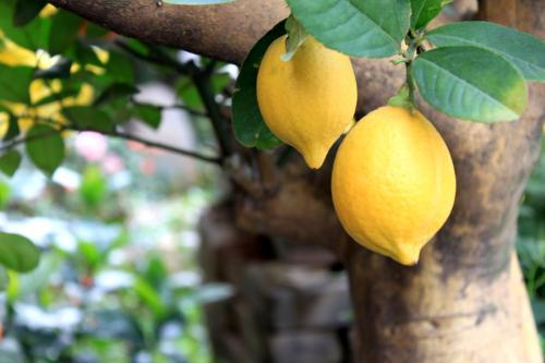 Mint repellent effect &mdash; natural mosquito repellent &mdash; what plants are planted in the mountains to repel mosquitoes