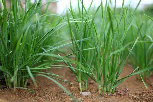 What plants are planted in the mountains to repel mosquitoes? Mint repellent effect