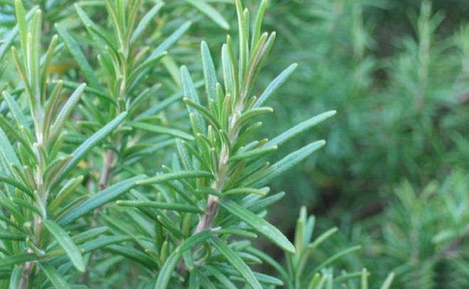 Mint repellent effect &mdash; natural mosquito repellent &mdash; what plants are planted in the mountains to repel mosquitoes
