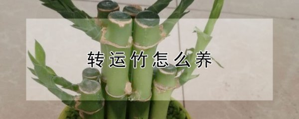 The method of farming bamboo trans-shipment