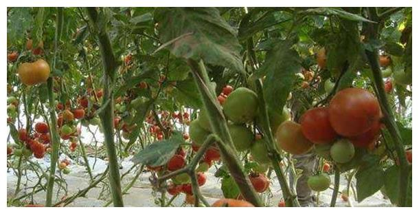 Technical point of the tomato membrane cover   tomato cultivation method   tomato membrane cover method