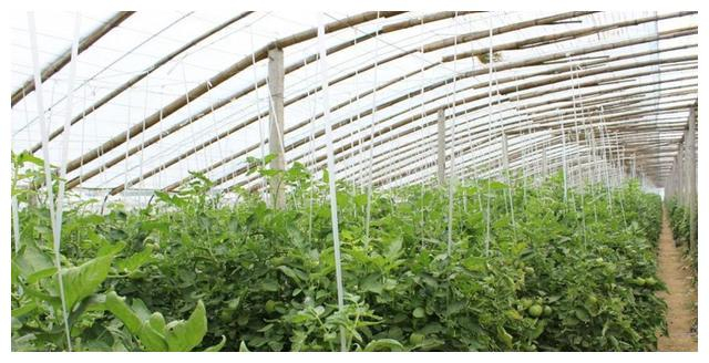 Tomato cultivation methods   technical elements of membrane cover for tomatoes   membrane cover for tomatoes
