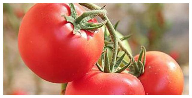Technical point of the tomato membrane cover   tomato cultivation method   tomato membrane cover method