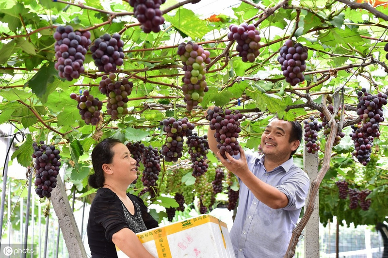 The vultures of the peaks describe the techniques of grape cultivation