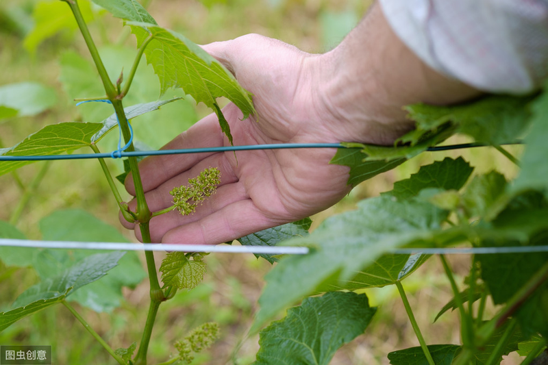 Great peak grape cultivation technology