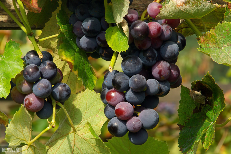 The great-peak grape varieties are described in the following table: