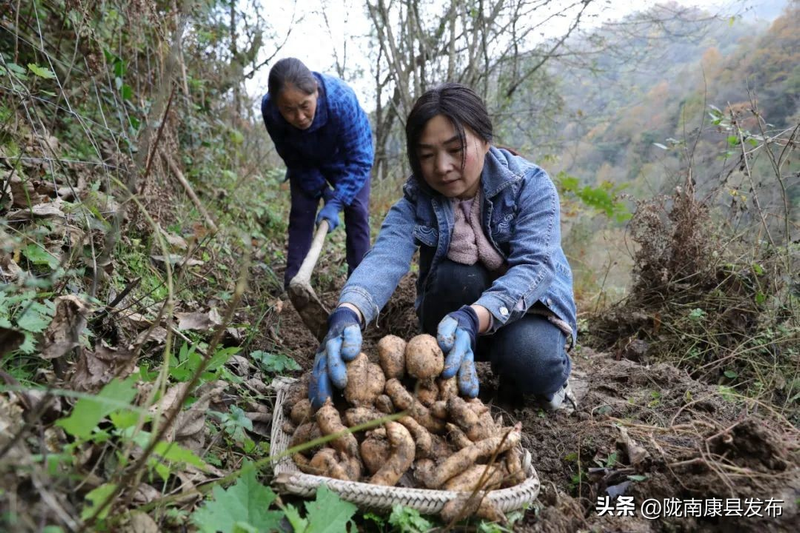 Artificial planting techniques &mdash; artificial planting techniques &mdash; artificial planting techniques video