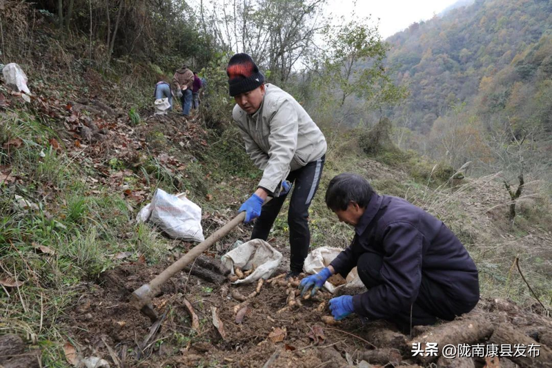 Artificial planting techniques &mdash; artificial planting techniques &mdash; artificial planting techniques video