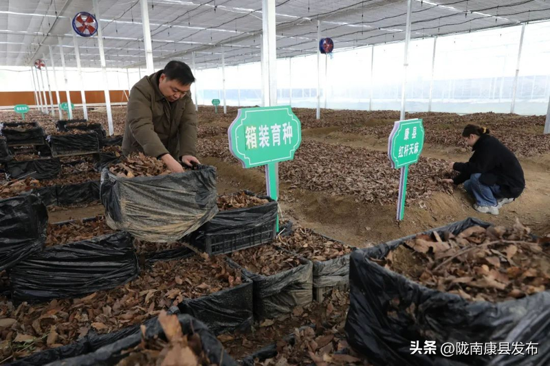 Artificial planting of tima techniques - artificial planting of tima techniques - artificial planting of tima technology video