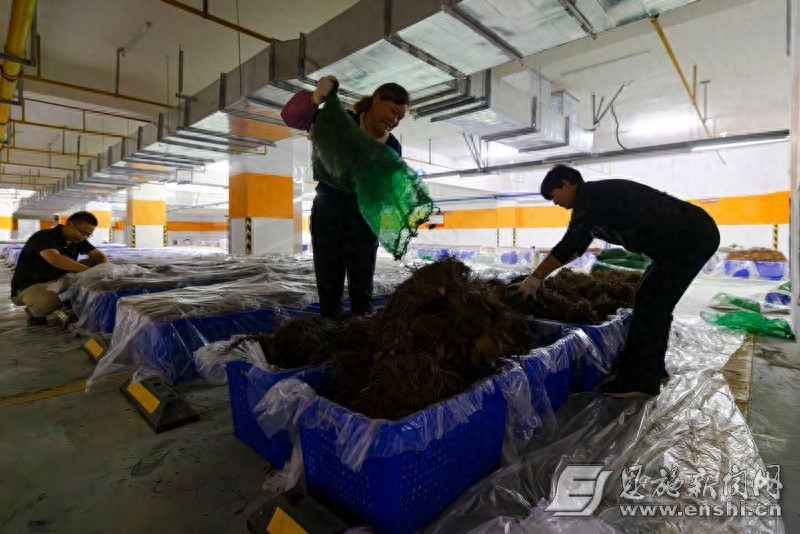 Synthetic planting techniques   synthetic indoor cultivation techniques   subterranean experiments