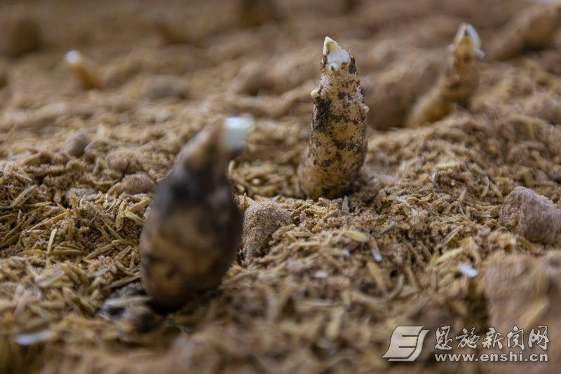 Synthetic planting techniques - subterranean experiments - indoor cultivation techniques