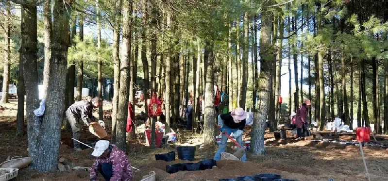 Viinen tsimma wild plantation sandpoe forest base tsimma artificial plantation technologies