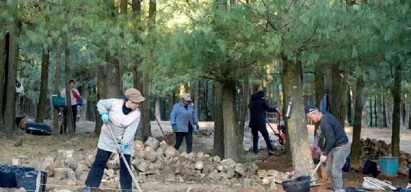 Sandpoe forest field tianma base tianma artificial plantation technology viinen tinma's wild cultivation