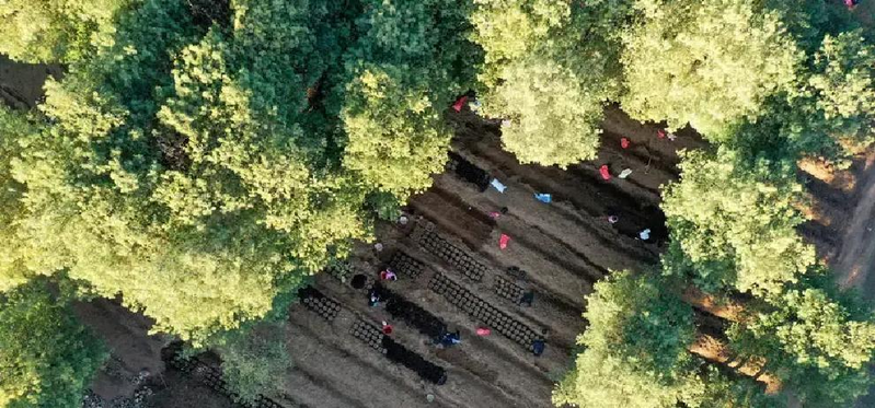 Tiny manure cultivation technology wining tianma wild cultivation zinma base, sandpoe