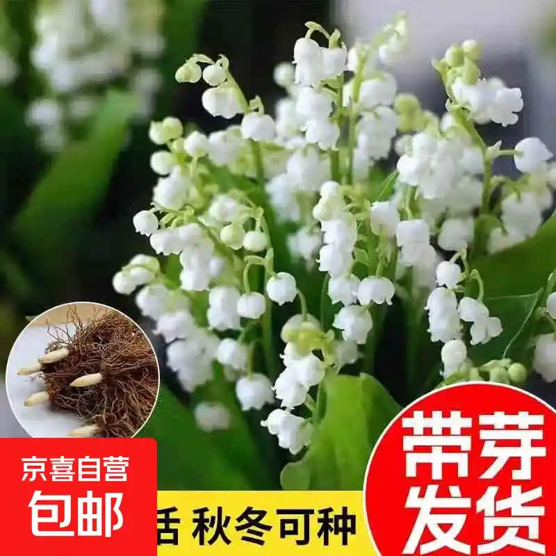 Small orchid planting method suzuran seedling cultivation methods