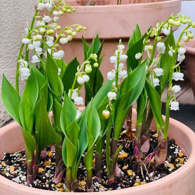 High-quality suzuran ball selection small orchid