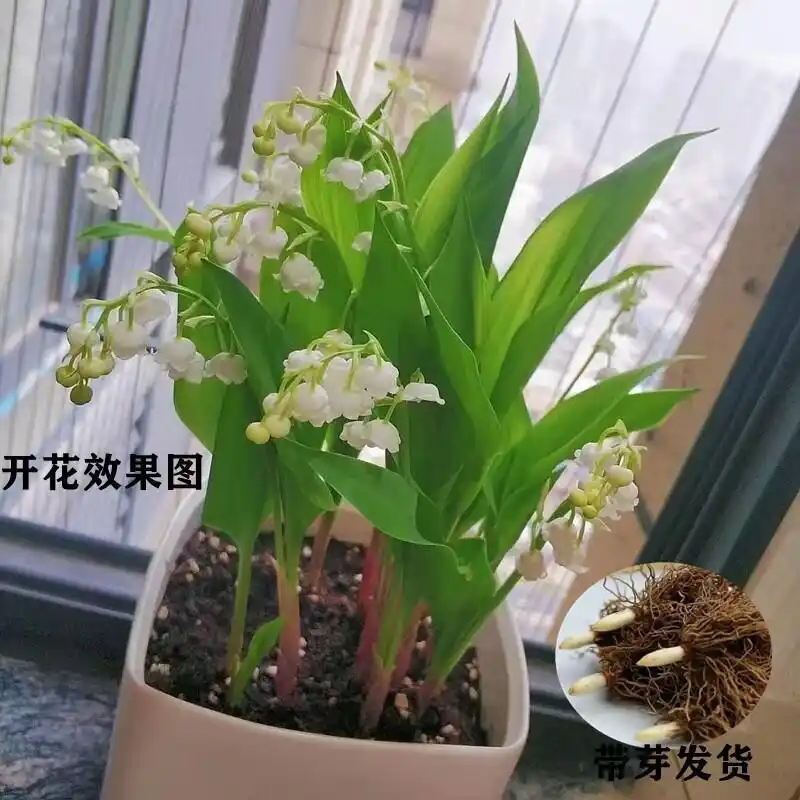 High-quality suzuran ball selection small orchid